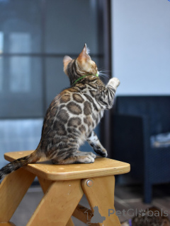 Photo №2 to announcement № 166568 for the sale of bengal cat - buy in Belarus private announcement, from nursery, breeder