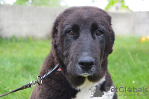 Photo №2 to announcement № 23067 for the sale of central asian shepherd dog - buy in Romania breeder