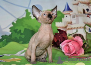 Photo №1. sphynx-katze - for sale in the city of Нешер | negotiated | Announcement № 62365