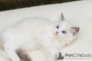 Photo №2 to announcement № 68177 for the sale of ragdoll - buy in Belgium breeder