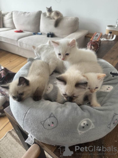 Additional photos: Ragdoll Kittens ready for new homes