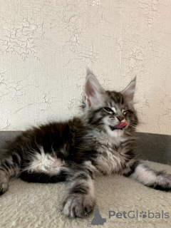 Photo №2 to announcement № 36945 for the sale of maine coon - buy in Russian Federation private announcement, from nursery