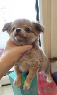 Additional photos: Chihuahua