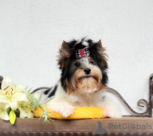 Photo №1. beaver yorkshire terrier - for sale in the city of Bobruisk | negotiated | Announcement № 55221