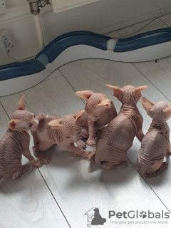 Photo №1. sphynx cat - for sale in the city of Pigeon Forge | 300$ | Announcement № 129577