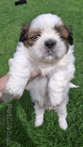 Photo №1. leonberger, louisiana catahoula leopard dog, lhasa apso, pomeranian, poodle (dwarf), shih tzu - for sale in the city of Pärnu | 659$ | Announcement № 145735