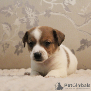 Photo №2 to announcement № 81438 for the sale of jack russell terrier - buy in Russian Federation from nursery