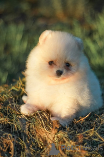 Photo №1. pomeranian - for sale in the city of Vitebsk | negotiated | Announcement № 63226