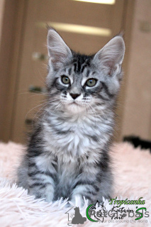 Photo №4. I will sell maine coon in the city of St. Petersburg. private announcement, from nursery, breeder - price - 533$