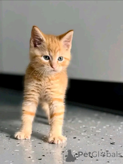 Photo №2 to announcement № 176743 for the sale of maine coon - buy in Finland 