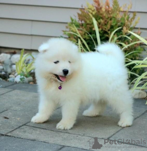 Photo №1. samoyed dog - for sale in the city of Prague | negotiated | Announcement № 96521