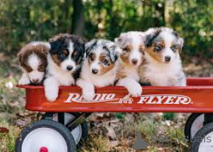 Photo №1. australian shepherd - for sale in the city of New York | 1000$ | Announcement № 161874