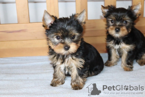 Photo №1. yorkshire terrier - for sale in the city of Deventer | Is free | Announcement № 98143