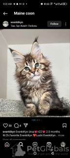 Photo №2 to announcement № 116211 for the sale of maine coon - buy in Switzerland private announcement