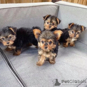 Photo №1. beaver yorkshire terrier - for sale in the city of Киль | 150$ | Announcement № 129635