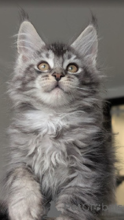 Photo №3. Maine coon kitten for adoption. Germany
