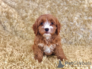 Photo №2 to announcement № 129926 for the sale of kavapu - buy in Germany private announcement