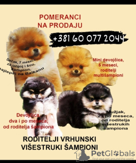 Additional photos: Pomeranian Spitz puppies