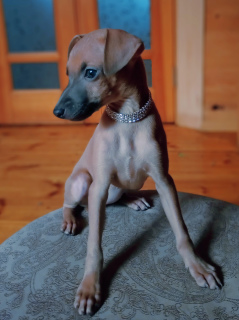 Photo №1. italian greyhound - for sale in the city of Izhevsk | 649$ | Announcement № 1739