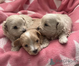 Photo №2 to announcement № 131221 for the sale of non-pedigree dogs - buy in United States private announcement