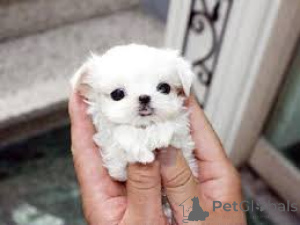 Photo №4. I will sell maltese dog in the city of Saarbrücken.  - price - negotiated