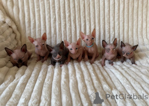 Photo №1. sphynx cat - for sale in the city of Contern | negotiated | Announcement № 173760