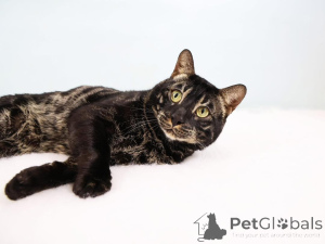 Photo №1. bengal cat - for sale in the city of Bern | 706$ | Announcement № 152645