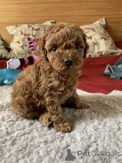 Photo №2 to announcement № 168101 for the sale of poodle (toy) - buy in Canada breeder