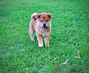 Photo №3. Shiba Inu puppies for sale. Luxembourg