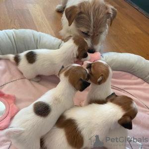 Photo №1. jack russell terrier - for sale in the city of Paderborn | 370$ | Announcement № 74527