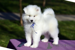 Photo №4. I will sell samoyed dog in the city of Москва. from nursery - price - negotiated