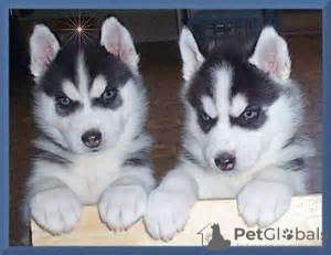 Photo №1. siberian husky - for sale in the city of Canterbury | Is free | Announcement № 75878