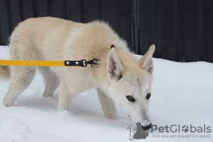 Additional photos: Vega, half-breed Laika, brown-eyed blonde as a gift