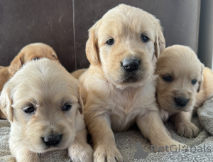 Photo №2 to announcement № 164298 for the sale of golden retriever - buy in Ireland breeder