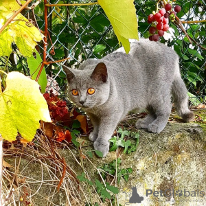 Photo №1. chartreux - for sale in the city of Paris | negotiated | Announcement № 123133