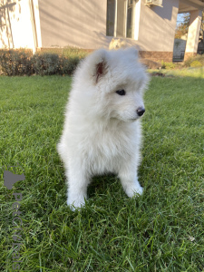 Photo №4. I will sell samoyed dog in the city of Слободзея. private announcement - price - negotiated