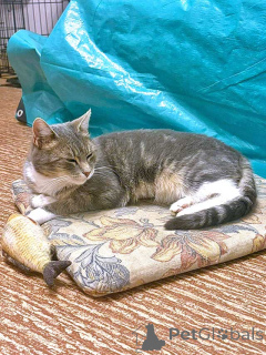 Photo №2 to announcement № 156355 for the sale of  - buy in Russian Federation private announcement