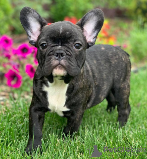 Photo №2 to announcement № 117231 for the sale of french bulldog - buy in Greece 