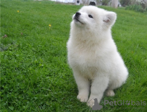 Photo №1. samoyed dog - for sale in the city of Passau | negotiated | Announcement № 103096