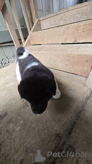 Photo №3. **Adorable Akita Puppies Ready for Their Forever Homes!** Are you looking for a. United States