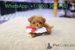 Photo №1. poodle (toy) - for sale in the city of Boise | negotiated | Announcement № 153182