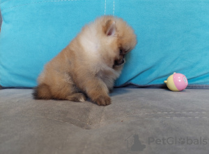 Photo №2 to announcement № 94139 for the sale of pomeranian - buy in Ukraine breeder