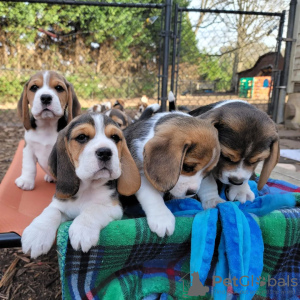 Photo №3. beagle puppies looking. Germany