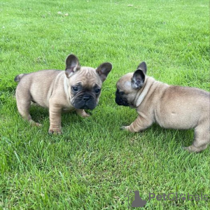 Photo №2 to announcement № 99261 for the sale of french bulldog - buy in Germany 
