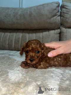 Photo №3. Miniature poodle. Serbia