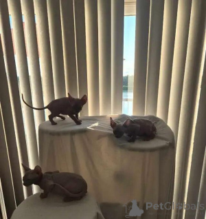 Photo №1. sphynx cat - for sale in the city of Überlingen | 599$ | Announcement № 176002