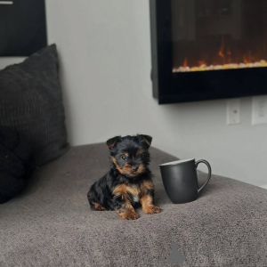 Photo №2 to announcement № 174650 for the sale of yorkshire terrier - buy in Czech Republic breeder
