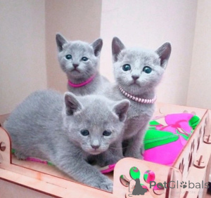 Photo №1. russian blue - for sale in the city of London | Is free | Announcement № 140120