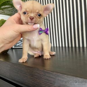 Photo №1. chihuahua - for sale in the city of Selki | 412$ | Announcement № 84230