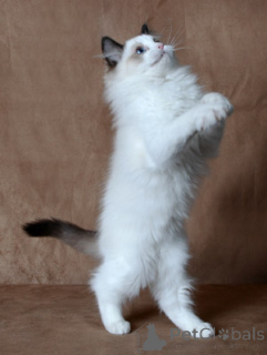 Photo №4. I will sell ragdoll in the city of Москва. private announcement - price - 339$